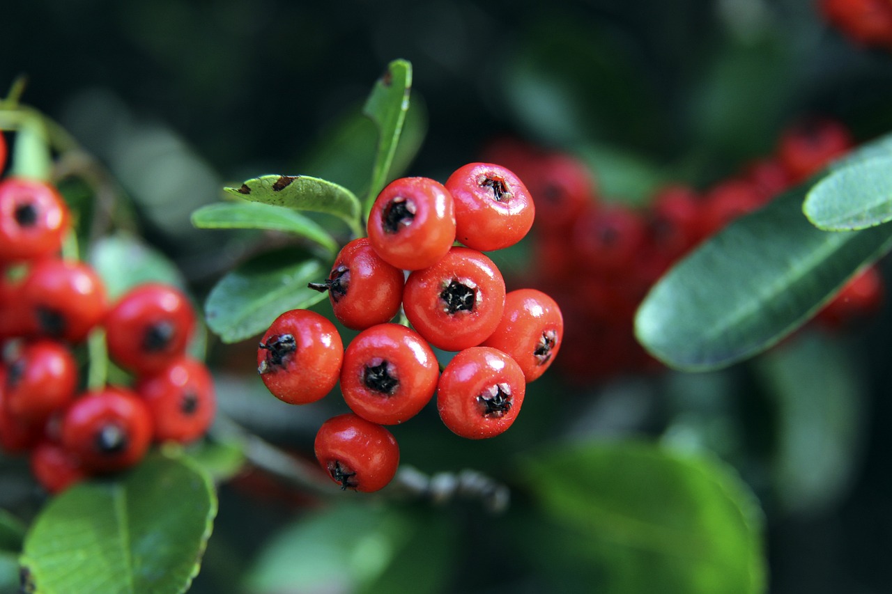 曼联与巴萨 曼联与巴萨